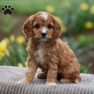 Joyce, Cavapoo Puppy